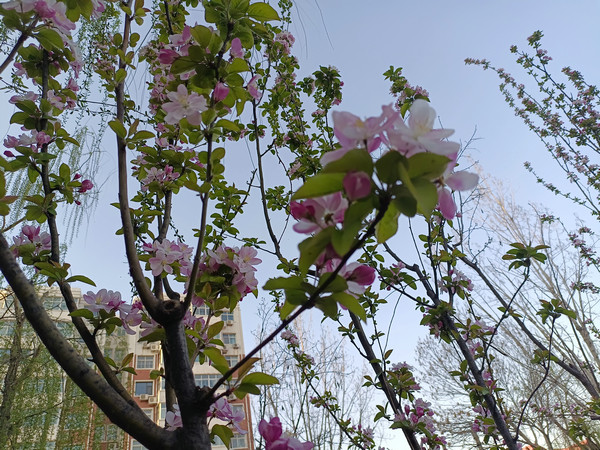 清明节的溯源